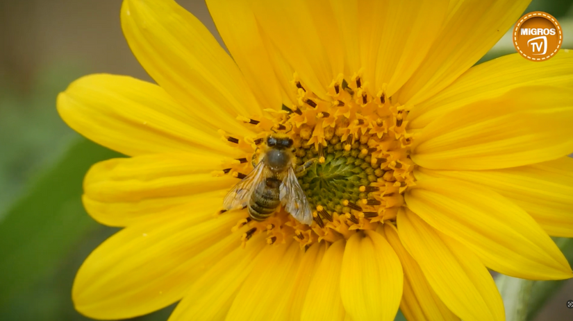 Migros TV - Arıcılık
